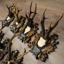 Cuernos de corzo: 7 piezas; machos de corzo: 5 con cuernos más grandes; 2 machos siberianos; placas de trofeo talladas con motivos de corzo: 22.1388