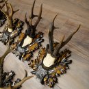 Cuernos de corzo: 7 piezas; machos de corzo: 5 con cuernos más grandes; 2 machos siberianos; placas de trofeo talladas con motivos de corzo: 22.1388