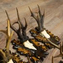 Cuernos de corzo: 7 piezas; machos de corzo: 5 con cuernos más grandes; 2 machos siberianos; placas de trofeo talladas con motivos de corzo: 22.1388