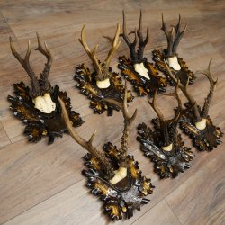 Cuernos de corzo: 7 piezas; machos de corzo: 5 con cuernos más grandes; 2 machos siberianos; placas de trofeo talladas con motivos de corzo: 22.1388