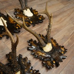 Cuernos de corzo: 7 piezas; machos de corzo: 5 con cuernos más grandes; 2 machos siberianos; placas de trofeo talladas con motivos de corzo: 22.1388