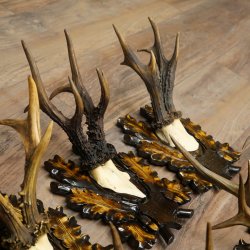 Cuernos de corzo: 7 piezas; machos de corzo: 5 con cuernos más grandes; 2 machos siberianos; placas de trofeo talladas con motivos de corzo: 22.1388