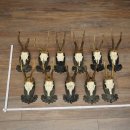 Rehgeweihe 11 x Rehböcke Reh Bock Geweih auf Trophäenschilder 20.121