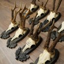 Rehgeweihe 11 x Rehböcke Reh Bock Geweih auf Trophäenschilder 20.121