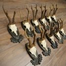 Rehgeweihe 11 x Rehböcke Reh Bock Geweih auf Trophäenschilder 20.121