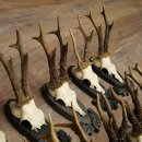 Rehgeweihe 11 x Rehböcke Reh Bock Geweih auf Trophäenschilder 20.121