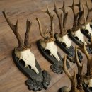 Rehgeweihe 11 x Rehböcke Reh Bock Geweih auf Trophäenschilder 20.121