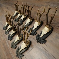 Rehgeweihe 11 x Rehböcke Reh Bock Geweih auf Trophäenschilder 20.121