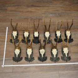 Rehgeweihe 11 x Rehböcke Reh Bock Geweih auf Trophäenschilder 20.121