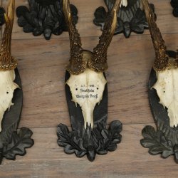 Rehgeweihe 11 x Rehböcke Reh Bock Geweih auf Trophäenschilder 20.121