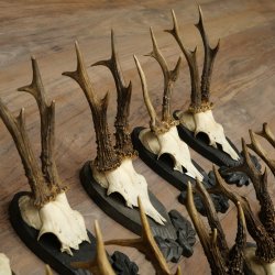 Rehgeweihe 11 x Rehböcke Reh Bock Geweih auf Trophäenschilder 20.121