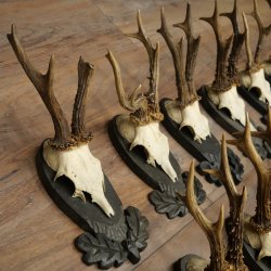Rehgeweihe 11 x Rehböcke Reh Bock Geweih auf Trophäenschilder 20.121