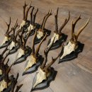 Cuernos de corzo: 25 ejemplares de corzo macho con la inscripción «Cuernos de corzo macho» en placas de trofeo 20.122