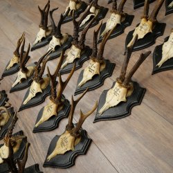Cuernos de corzo: 25 ejemplares de corzo macho con la inscripción «Cuernos de corzo macho» en placas de trofeo 20.122