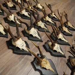 Cuernos de corzo: 25 ejemplares de corzo macho con la inscripción «Cuernos de corzo macho» en placas de trofeo 20.122