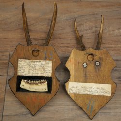 Cuernos de corzo: 25 ejemplares de corzo macho con la inscripción «Cuernos de corzo macho» en placas de trofeo 20.122