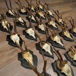 Cuernos de corzo: 25 ejemplares de corzo macho con la inscripción «Cuernos de corzo macho» en placas de trofeo 20.122