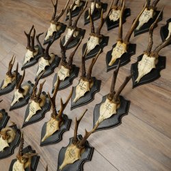 Cuernos de corzo: 25 ejemplares de corzo macho con la inscripción «Cuernos de corzo macho» en placas de trofeo 20.122