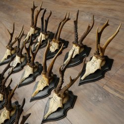 Cuernos de corzo: 25 ejemplares de corzo macho con la inscripción «Cuernos de corzo macho» en placas de trofeo 20.122