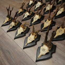 Cuernos de corzo: 25 ejemplares de corzo macho con la inscripción «Cuernos de corzo macho» en placas de trofeo 20.122