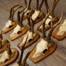 Cuernos de corzo: 12 corzos machos «Vintage» en placas de trofeo 20.123