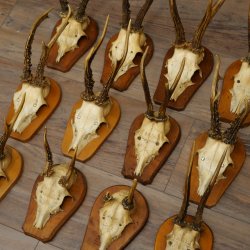 Cuernos de corzo: 12 corzos machos «Vintage» en placas de trofeo 20.123
