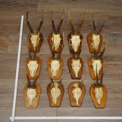 Cuernos de corzo: 12 corzos machos «Vintage» en placas de trofeo 20.123