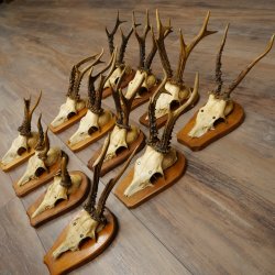 Cuernos de corzo: 12 corzos machos «Vintage» en placas de trofeo 20.123