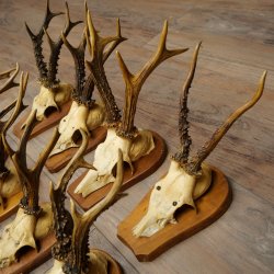 Cuernos de corzo: 12 corzos machos «Vintage» en placas de trofeo 20.123
