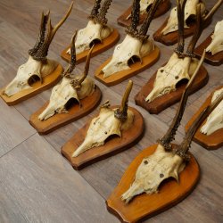 Cuernos de corzo: 12 corzos machos «Vintage» en placas de trofeo 20.123