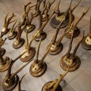 Corna di capriolo 23 x caprioli maschi "antiche" corna di capriolo maschio su vari supporti per trofei 20.124