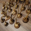 Corna di capriolo 23 x caprioli maschi "antiche" corna di capriolo maschio su vari supporti per trofei 20.124