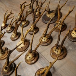 Corna di capriolo 23 x caprioli maschi "antiche" corna di capriolo maschio su vari supporti per trofei 20.124