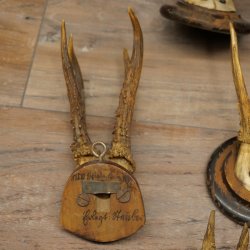 Corna di capriolo 23 x caprioli maschi "antiche" corna di capriolo maschio su vari supporti per trofei 20.124