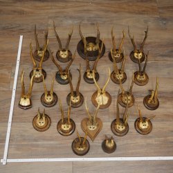 Corna di capriolo 23 x caprioli maschi "antiche" corna di capriolo maschio su vari supporti per trofei 20.124