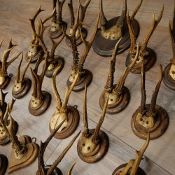 Corna di capriolo 23 x caprioli maschi "antiche" corna di capriolo maschio su vari supporti per trofei 20.124