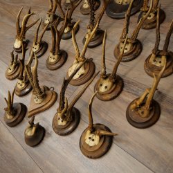Corna di capriolo 23 x caprioli maschi "antiche" corna di capriolo maschio su vari supporti per trofei 20.124