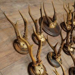 Corna di capriolo 23 x caprioli maschi "antiche" corna di capriolo maschio su vari supporti per trofei 20.124