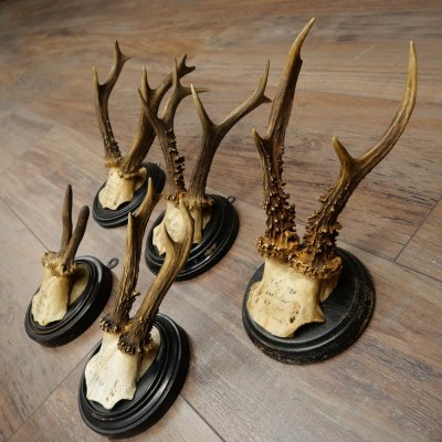 5 Roe Deer Antlers: Roe Deer Antlers Mounted on Round "Antique" Trophy Plaques 20.125