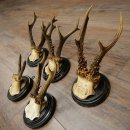 5 Roe Deer Antlers: Roe Deer Antlers Mounted on Round "Antique" Trophy Plaques 20.125