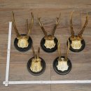 5 Roe Deer Antlers: Roe Deer Antlers Mounted on Round "Antique" Trophy Plaques 20.125