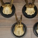 5 Roe Deer Antlers: Roe Deer Antlers Mounted on Round "Antique" Trophy Plaques 20.125