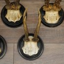 5 Roe Deer Antlers: Roe Deer Antlers Mounted on Round "Antique" Trophy Plaques 20.125