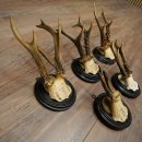 5 Roe Deer Antlers: Roe Deer Antlers Mounted on Round "Antique" Trophy Plaques 20.125