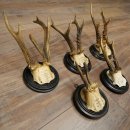 5 Roe Deer Antlers: Roe Deer Antlers Mounted on Round "Antique" Trophy Plaques 20.125