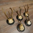 5 Roe Deer Antlers: Roe Deer Antlers Mounted on Round "Antique" Trophy Plaques 20.125