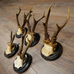 5 Roe Deer Antlers: Roe Deer Antlers Mounted on Round "Antique" Trophy Plaques 20.125