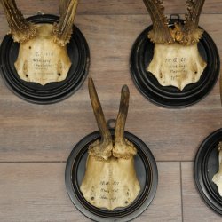 5 Roe Deer Antlers: Roe Deer Antlers Mounted on Round "Antique" Trophy Plaques 20.125