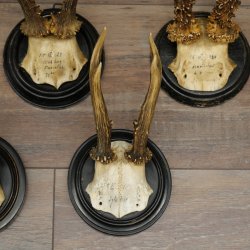 5 Roe Deer Antlers: Roe Deer Antlers Mounted on Round "Antique" Trophy Plaques 20.125