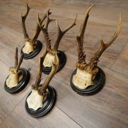 5 Roe Deer Antlers: Roe Deer Antlers Mounted on Round "Antique" Trophy Plaques 20.125